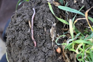 earthworm / soil health