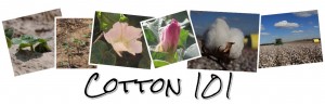 cotton 101 montage