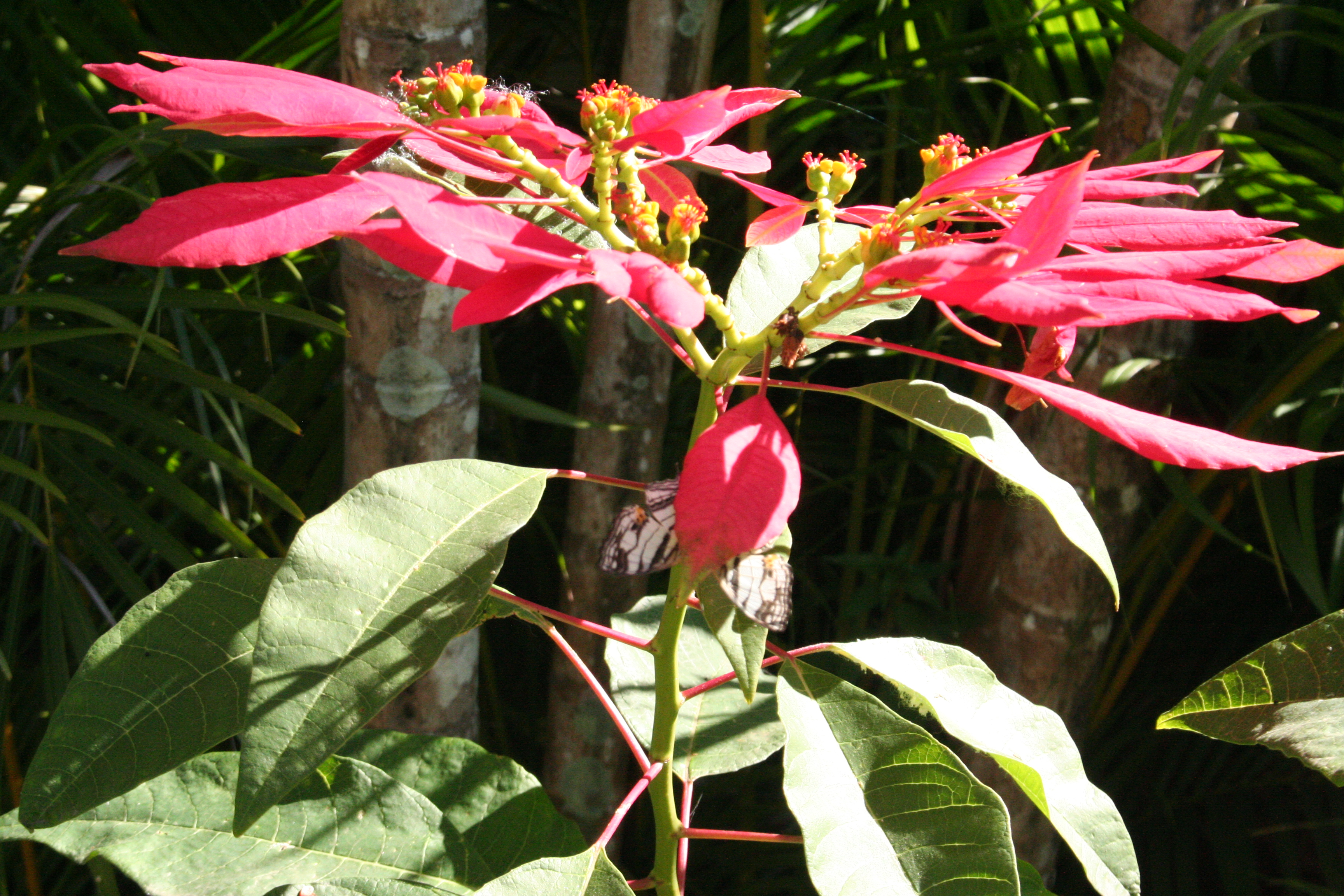 closeup poinsettia in The Philippines