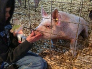 Jackson & Flat Stanley with his 4H pig