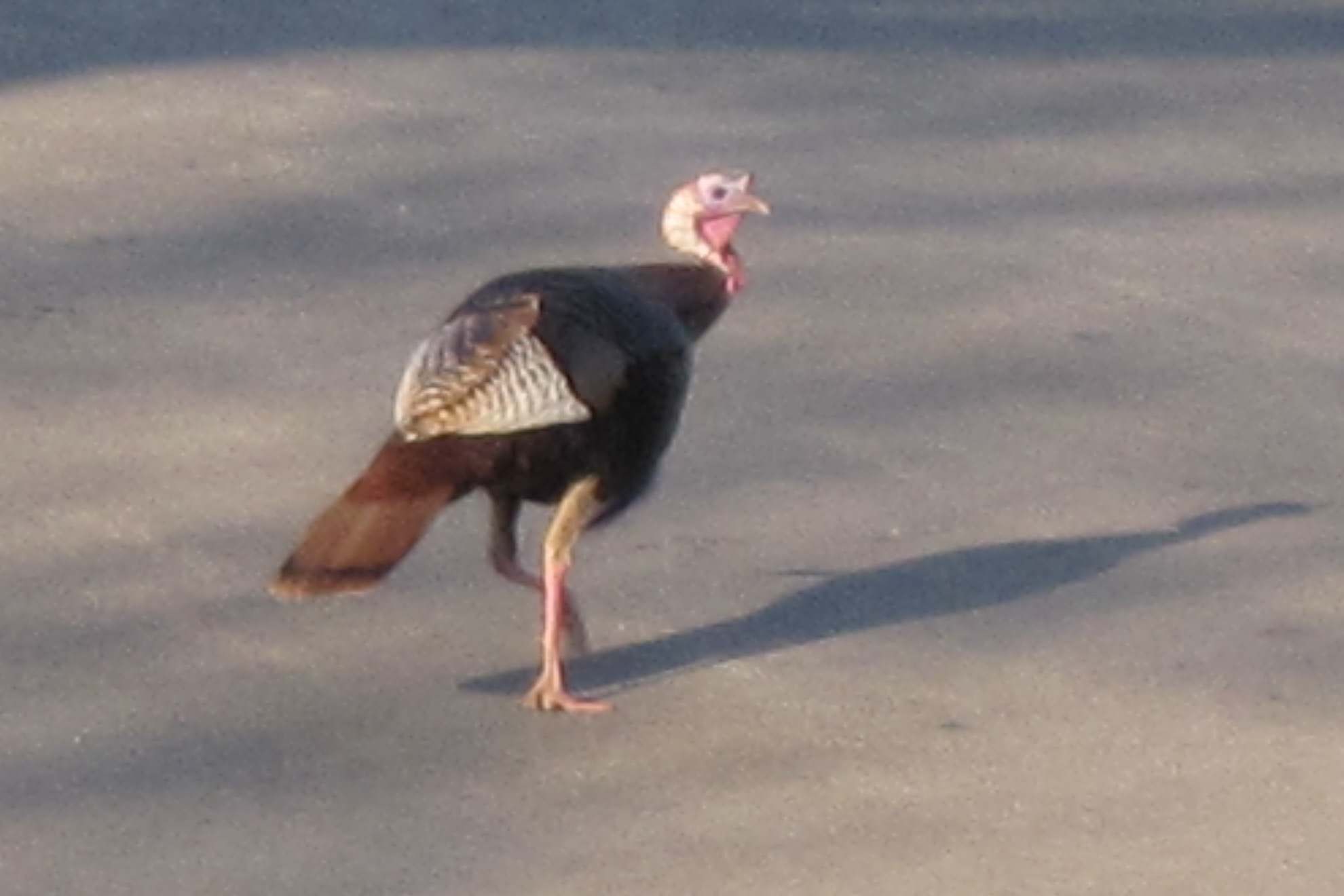 wild turkey