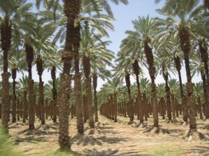 palm trees producing dates 