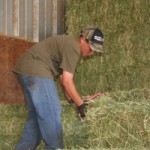 moving hay in the feed barn