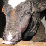 a calf that needed time in the nursery