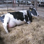 The cow nearing delivery is in a special maternity pen