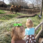 checking out the two humped camel