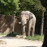 an elephant at the St. Louis Zoo