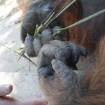 closeup orangutan hands next to Georgia's
