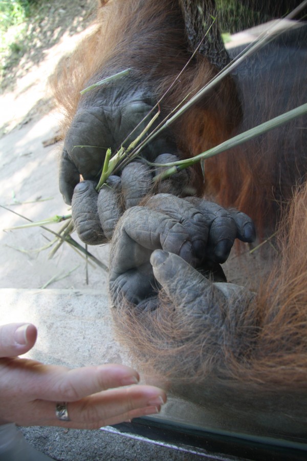 closeup orangutan hands next to Georgia's