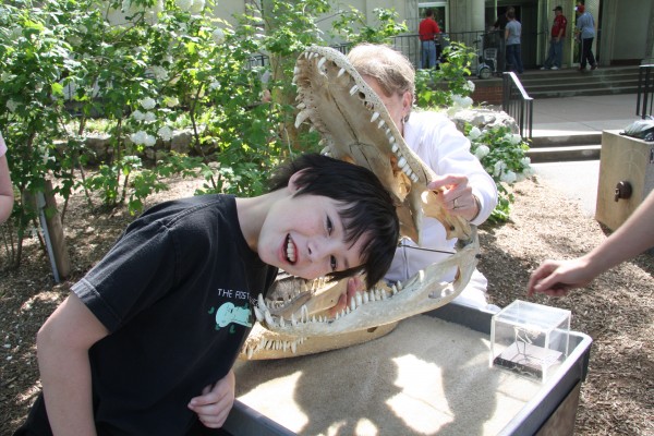 checking a gator's bite - big enough for his head