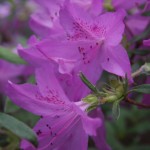 azalea flowers up close