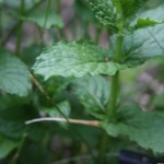 fresh mint in backyard garden