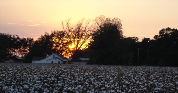 sunset on a cotton field