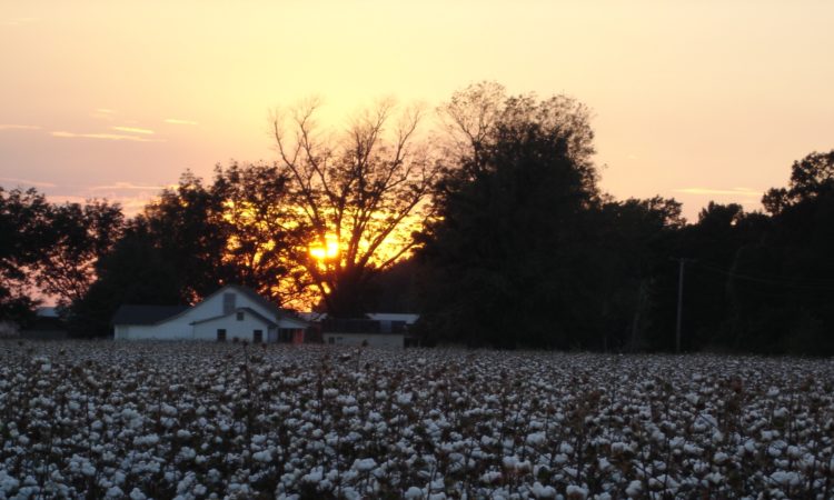 sunset on a cotton field