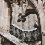 a tiny plant on the stone exterior of Milan's cathedral
