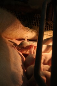 piglets nursing on their mom