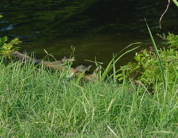 turtles on the creek
