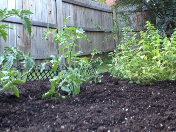 tomato plants and oregano in the garden