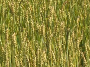 close up of wheat near harvest
