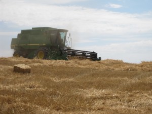 combine harvesting wheat on the farm