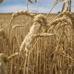 close up of wheat in the field