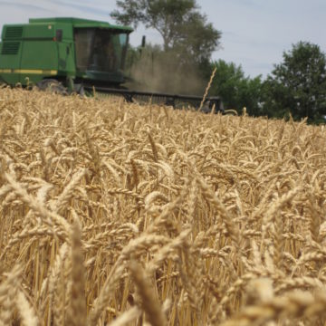 harvest across a wheat field