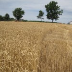 wheat field at harvest time