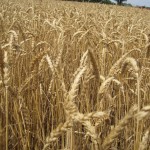 closeup of wheat