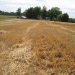 wheat field after harvest,