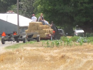 straw bales on a trailer