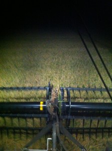 harvesting rice at night