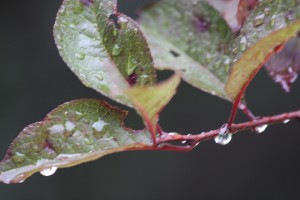 raindrops on leaves