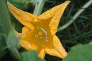 pumpkin bloom in rain