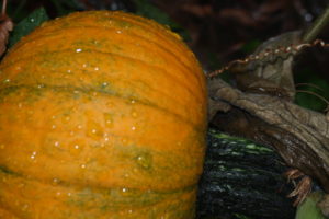 pumpkin covered in raindrops