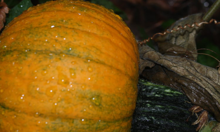 pumpkin covered in raindrops