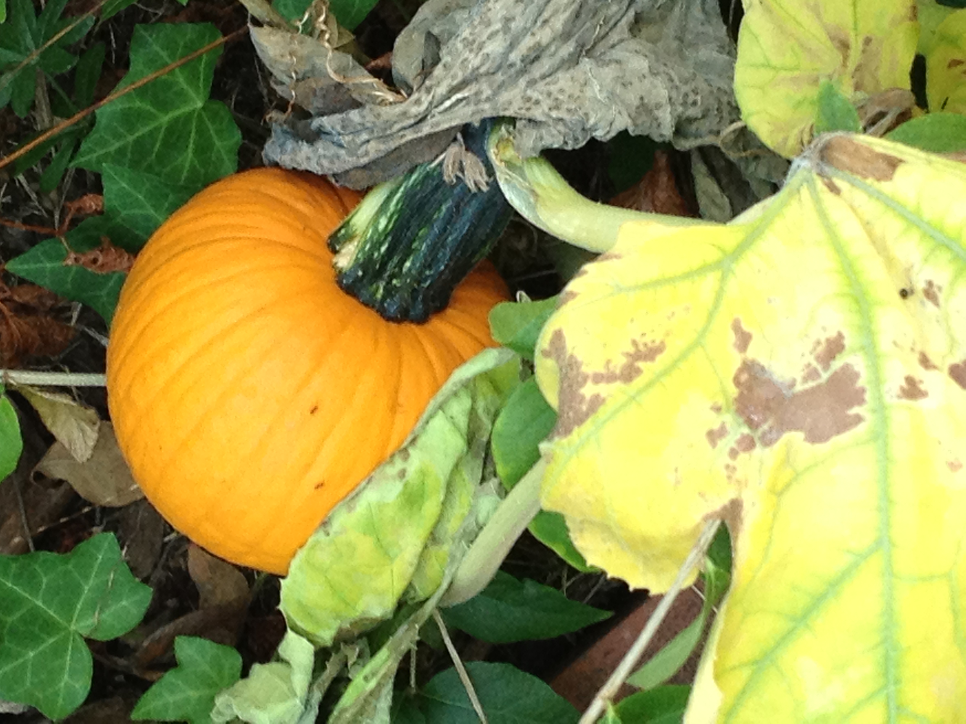 The Volunteer is a Pumpkin Plant! The Great Pumpkin is Here! - JP loves