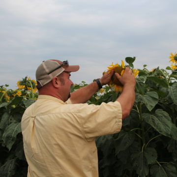 Mark inspects a sunflower head