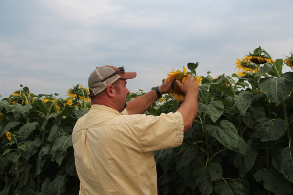 Mark inspects a sunflower head