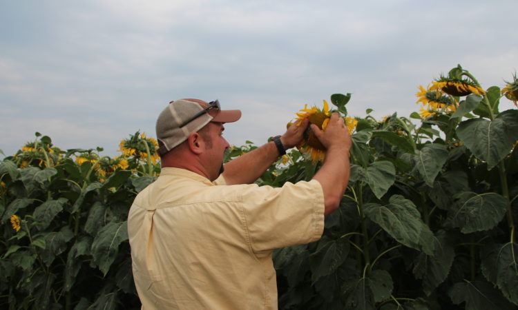 Mark inspects a sunflower head
