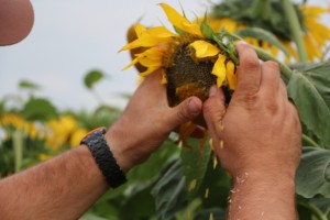 pulling pollen off of a sunflower