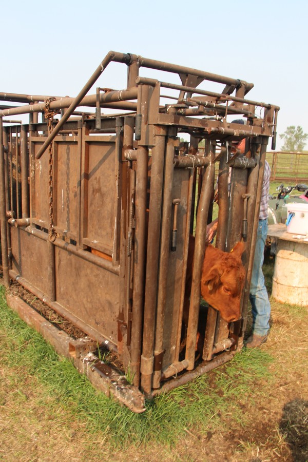 a calf in the chute getting a shot