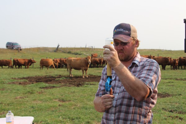 rancher getting shot ready for cattle