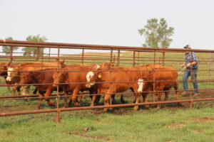 calves headed toward the chute