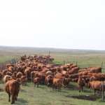 cows returning to pasture