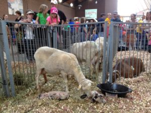 a mama sheep with her new baby lambs