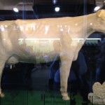 the Iowa State Fair butter cow sculpture
