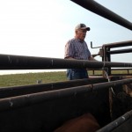 Mark's dad Fred helped keep cows moving