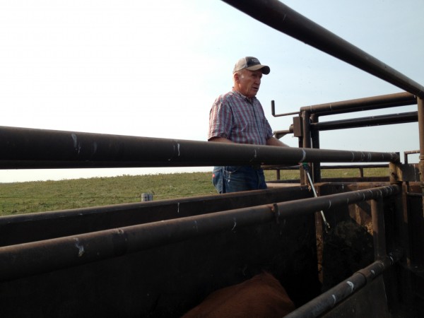 Mark's dad Fred helped keep cows moving