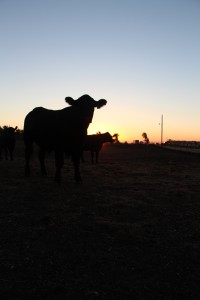 checking cows as the sun comes up