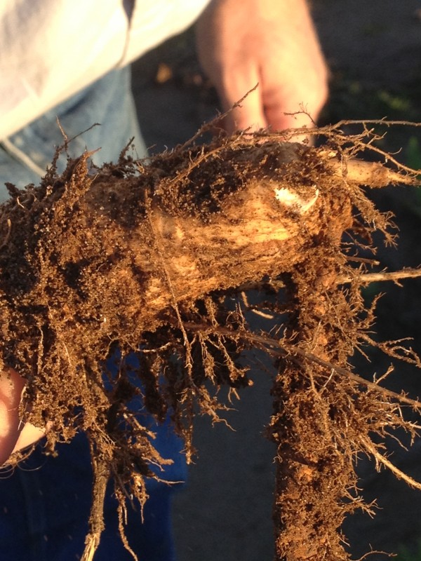 Looking at horseradish roots midseason